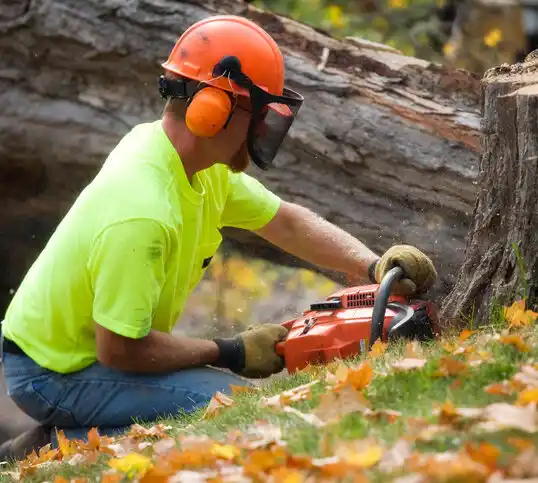 tree services Ashley